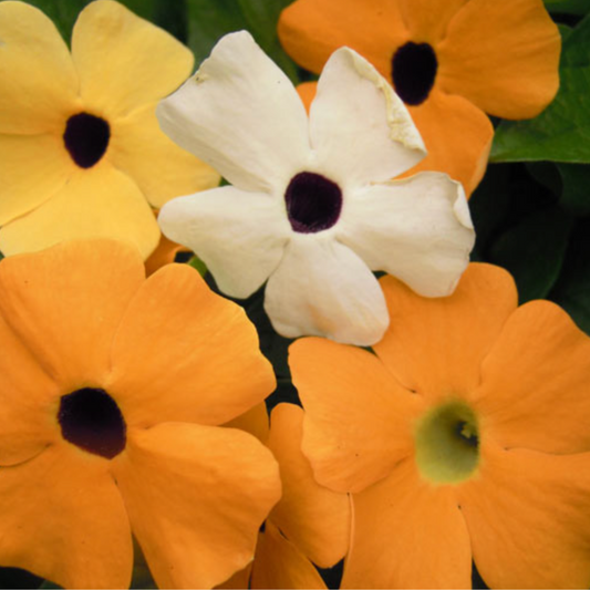 Packet of Thunbergia Alata Mix Seeds - vibrant Black-Eyed Susan vine with fast-growing, colourful blooms perfect for climbing or hanging baskets."