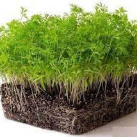 Carrot-Microgreens