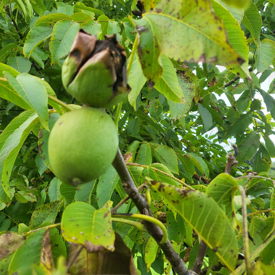 “Fresh Wet Walnuts 1kg – Naturally Grown, Unshelled, New Season Harvest, Healthy Snack”