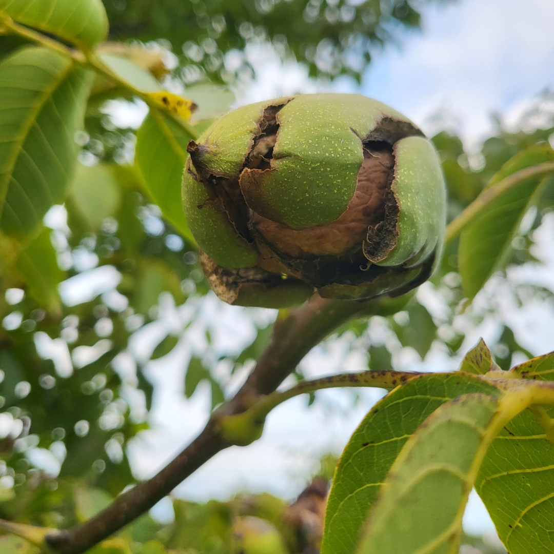 “Fresh Wet Walnuts 1kg – Naturally Grown, Unshelled, New Season Harvest, Healthy Snack”