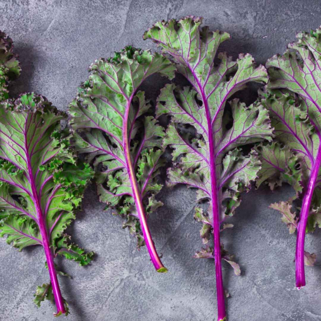 RED RUSSIAN KALE BORECOLE SEEDS - HARDY, NUTRITIOUS, EASY TO GROW X 200 SEEDS