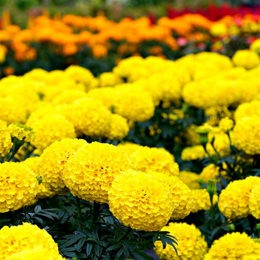 MARIGOLD AFRICAN INCA SERIES SEEDS x 30- LARGE, VIBRANT BLOOMS, EASY TO GROW