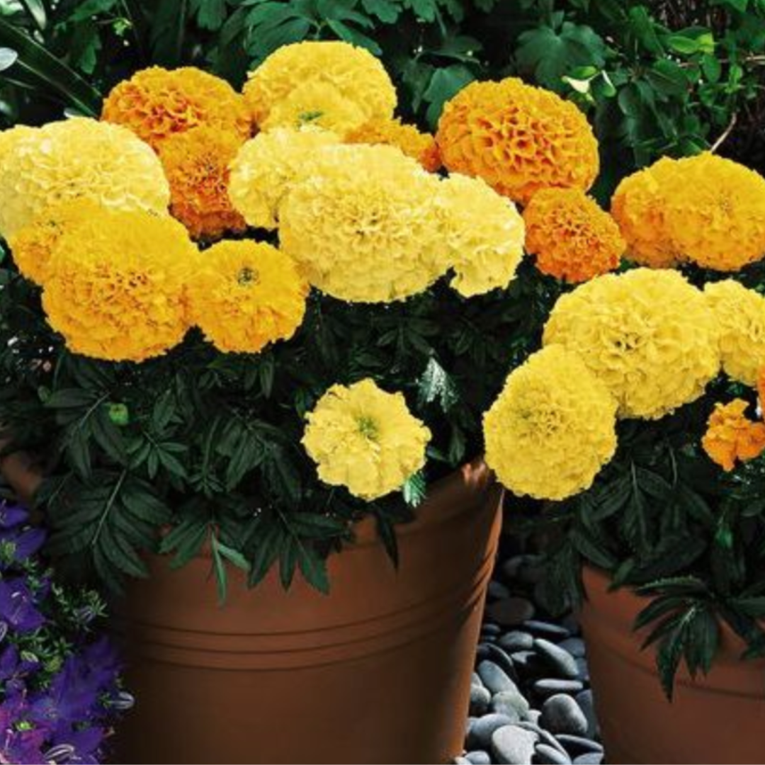 MARIGOLD AFRICAN INCA SERIES SEEDS x 30- LARGE, VIBRANT BLOOMS, EASY TO GROW