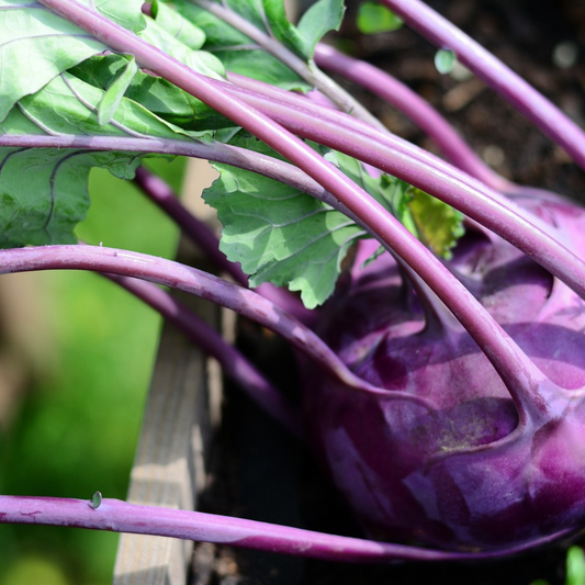 KOHL RABI DELICACY PURPLE SEEDS - TENDER, NUTRITIOUS EASY TO GROW X 200 SEEDS