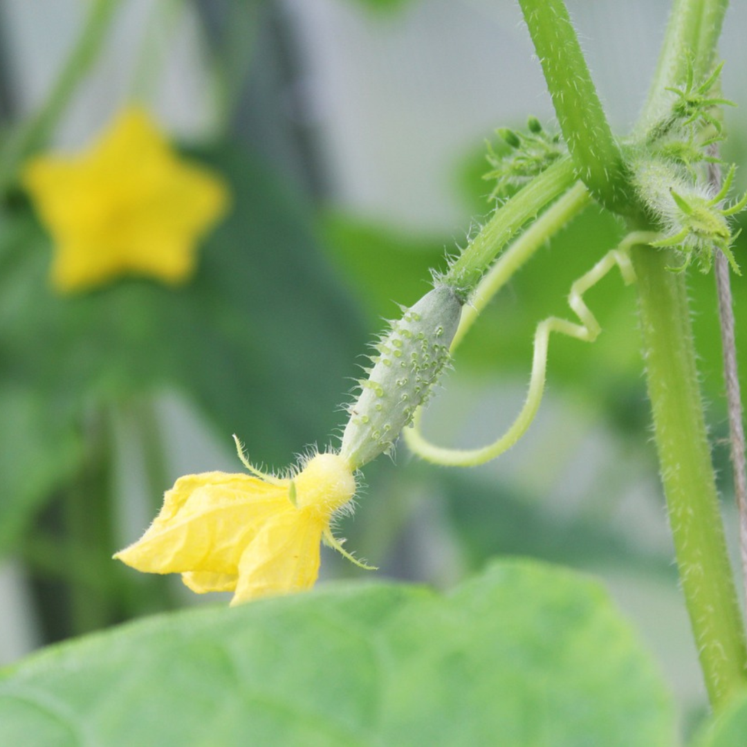 CUCUMBER BURPLESS TAST GREEN F1 X 20 SEEDS