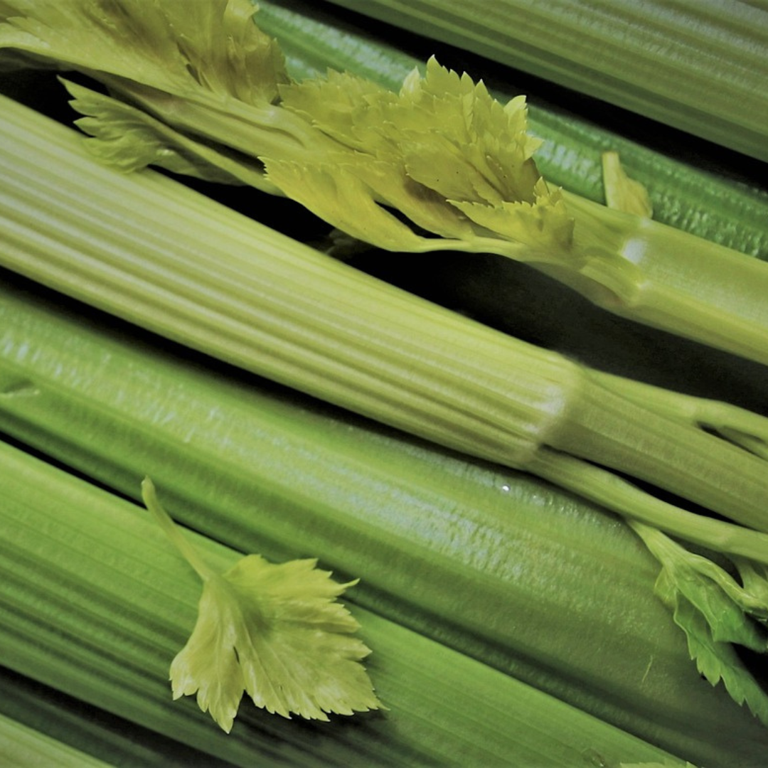 CELERY UTAH TALL SEEDS X 500