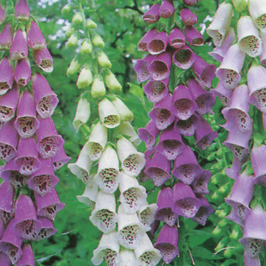 Digitalis Excelsior Hybrid Seeds x 1000 - Tall, Vibrant, Bee-Friendly Blooms"