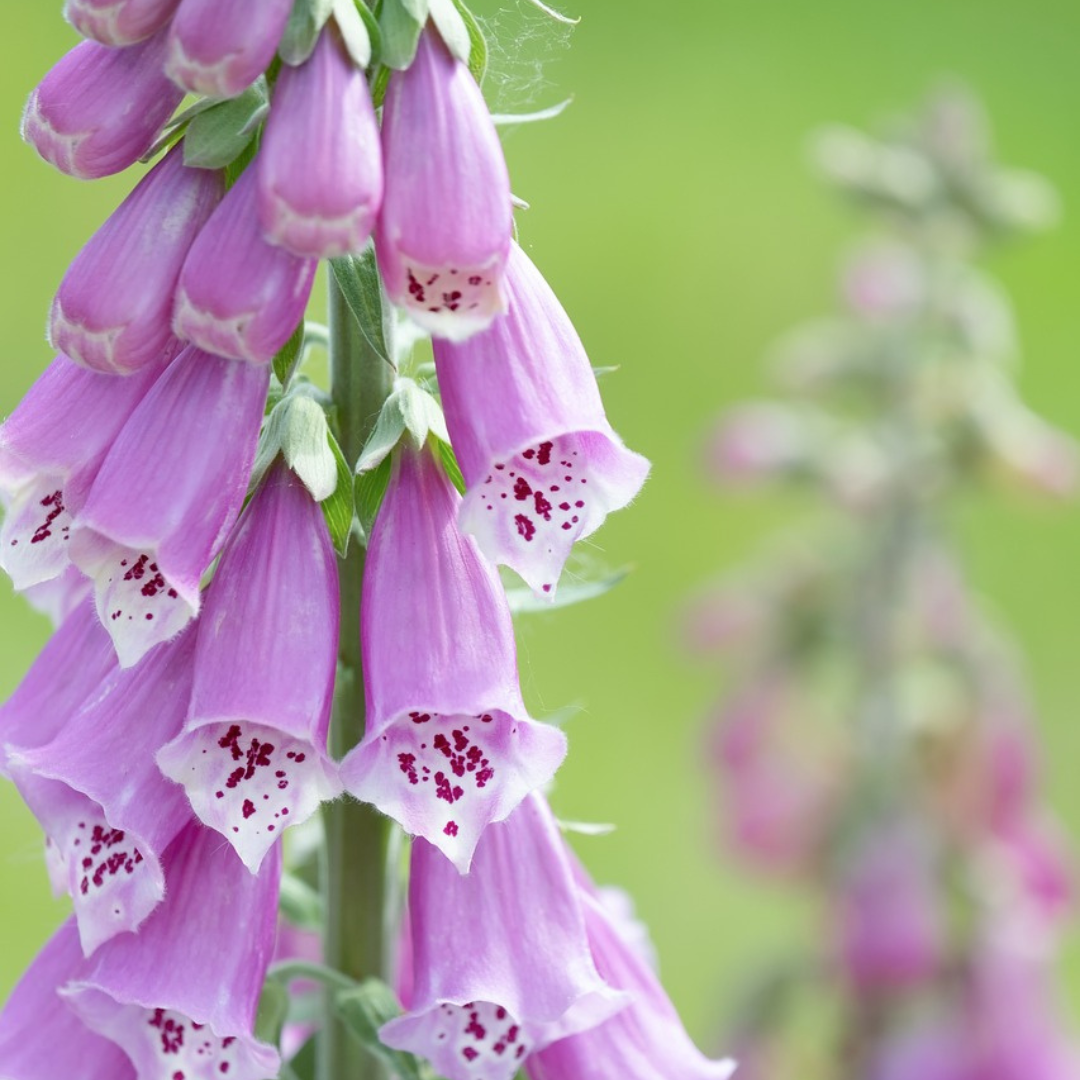 Digitalis Excelsior Hybrid Seeds x 1000 - Tall, Vibrant, Bee-Friendly Blooms"