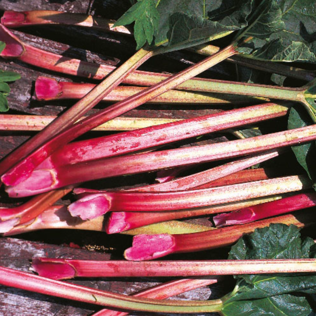 RHUBARB PERPETUAL SEEDS X 40