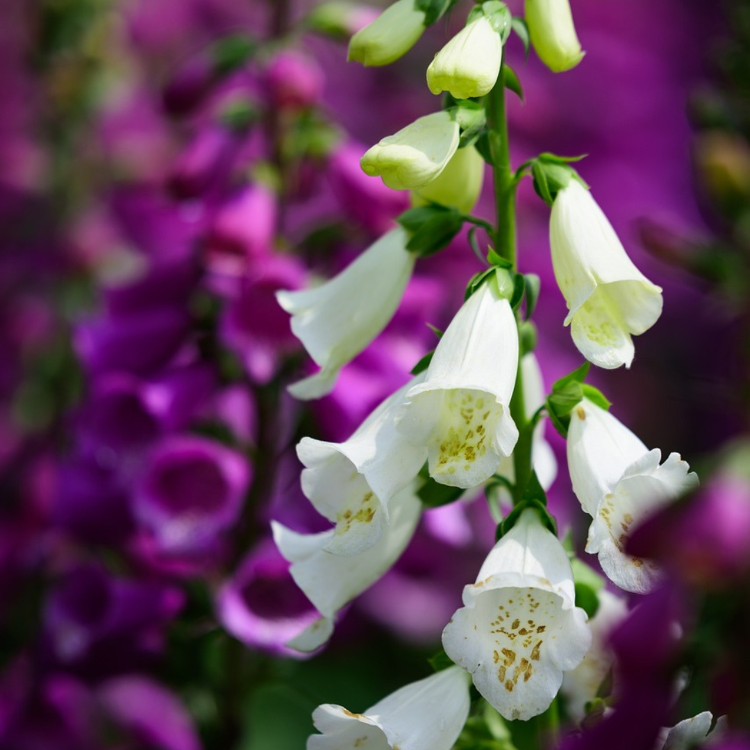 Digitalis Excelsior Hybrid Seeds x 1000 - Tall, Vibrant, Bee-Friendly Blooms"