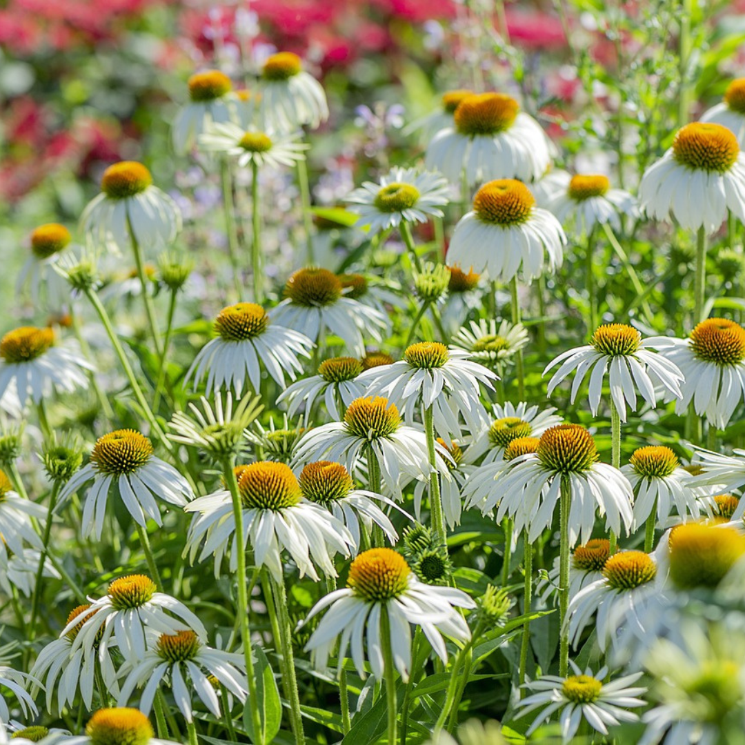 ECHINACEA WHITE SWAN PRIMADONNA SEEDS - ELEGANT, DROUGHT RESISTANT x 150