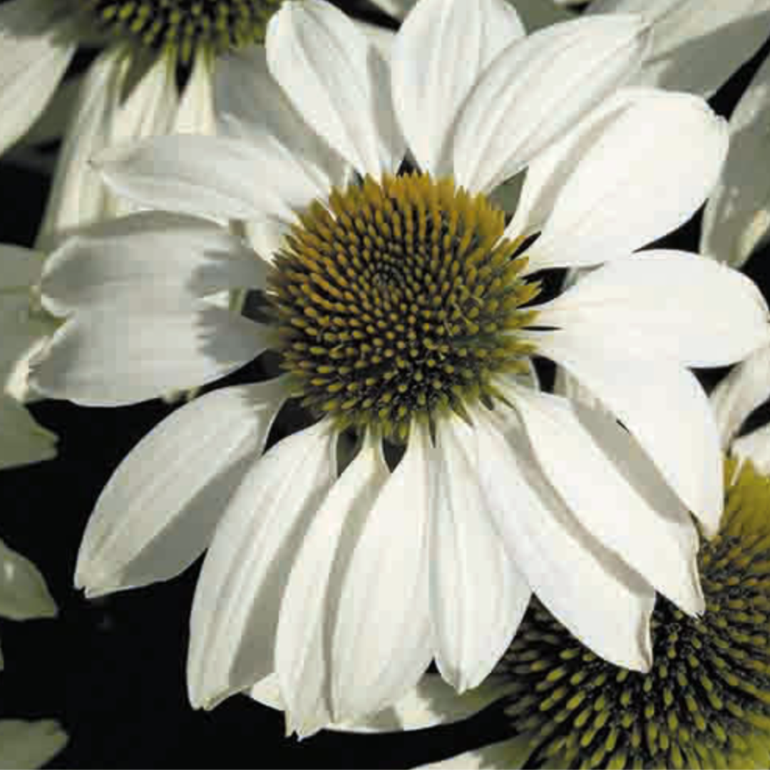 ECHINACEA WHITE SWAN PRIMADONNA SEEDS - ELEGANT, DROUGHT RESISTANT x 150