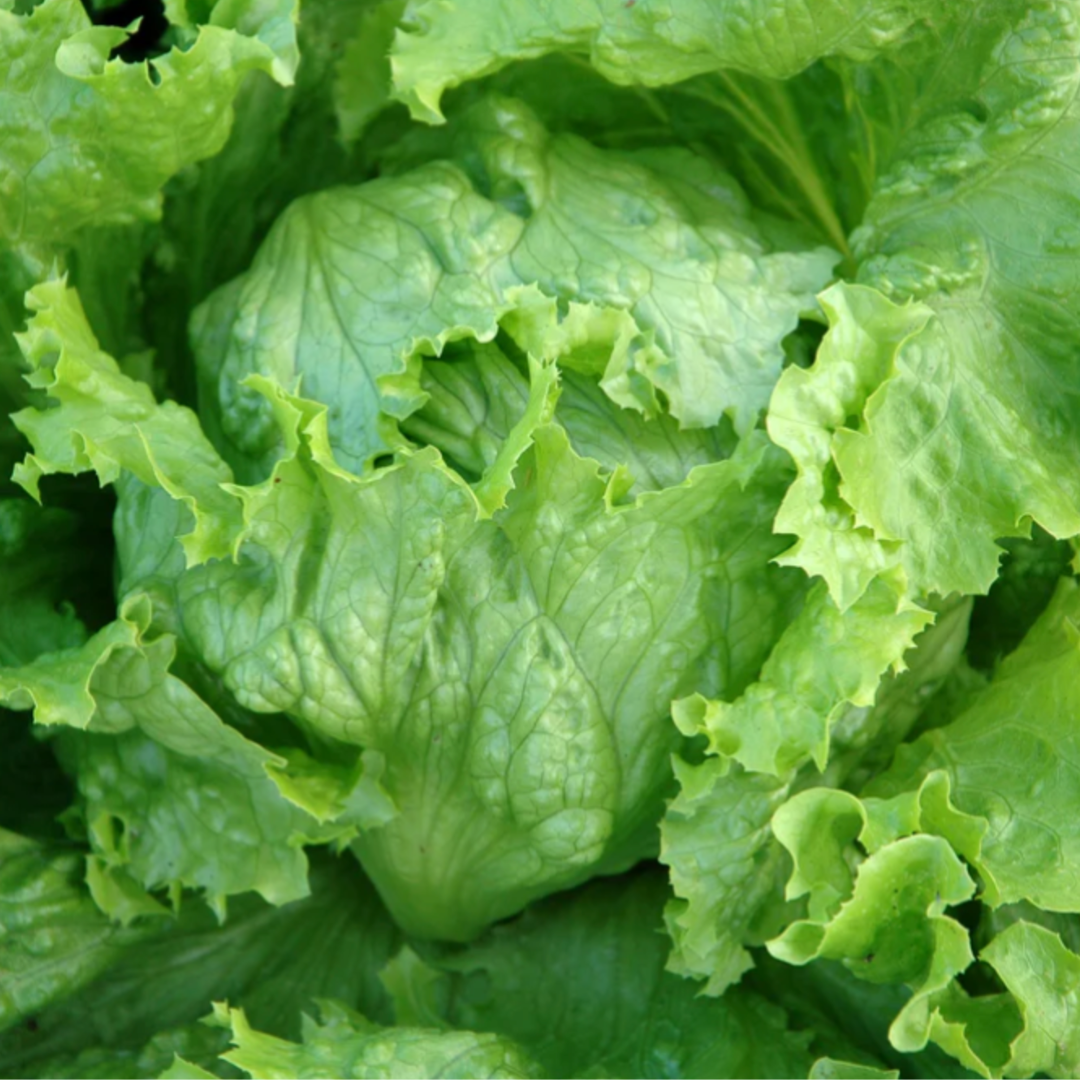 Packet of Web's Wonderful Lettuce Seeds – crisp, sweet-flavored lettuce ideal for salads; easy to grow in gardens or containers, providing fresh greens throughout the season."