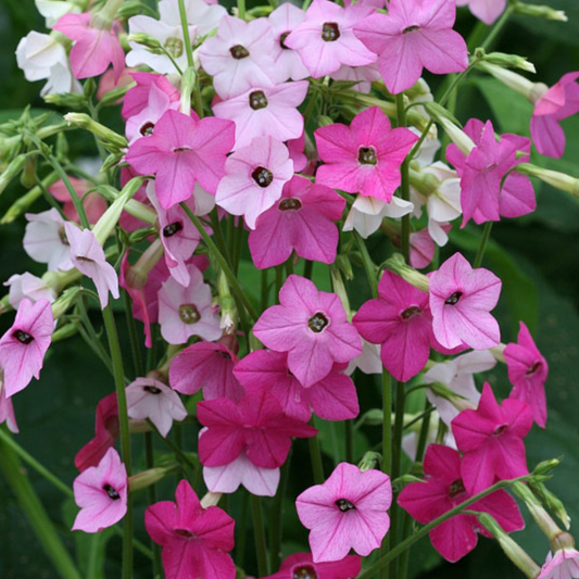 Nicotiana Whispers Mixed F1 Seeds - Fragrant Pastel-Coloured Flowering Tobacco Plants in Garden Bed"