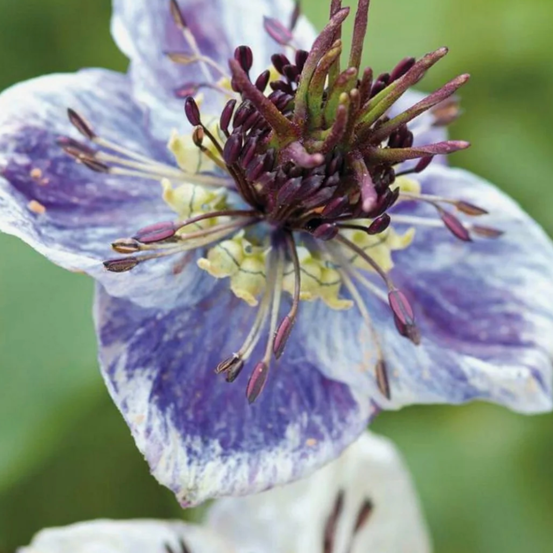 NIGELLA DEFT BLUE, BEAUTIFUL BLUE LOVE IN THE MIST FLOWER SEEDS X 500