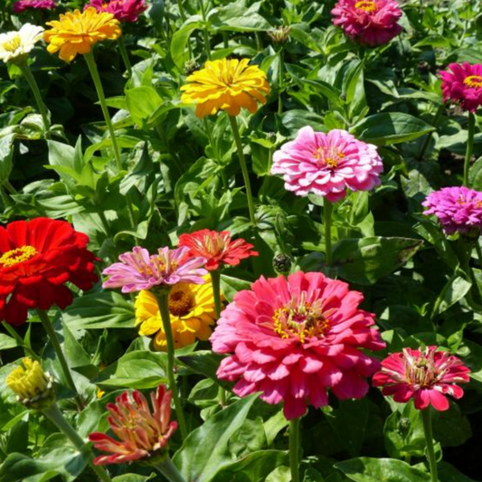 Zinnia Elegans Dahlia seeds – produces large, dahlia-like vibrant blooms. Bee-friendly, easy to grow, and perfect for borders, flower beds, and cutting gardens.