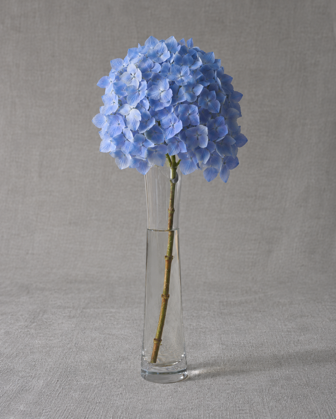 Blue Form Hydrangea — fresh-cut stem in vase