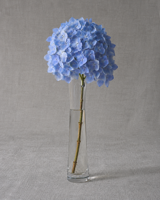 Blue Form Hydrangea — fresh-cut stem in vase