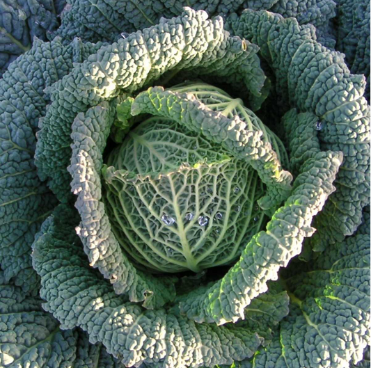 Cabbage Endurance F1 seeds packet – UK winter hardy hybrid for high-yield vegetable gardens