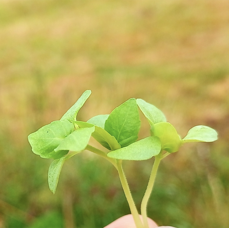 Fresh basil microgreens