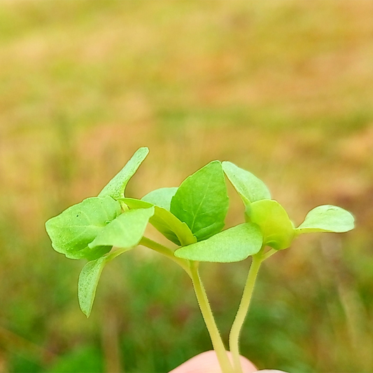 Fresh basil microgreens