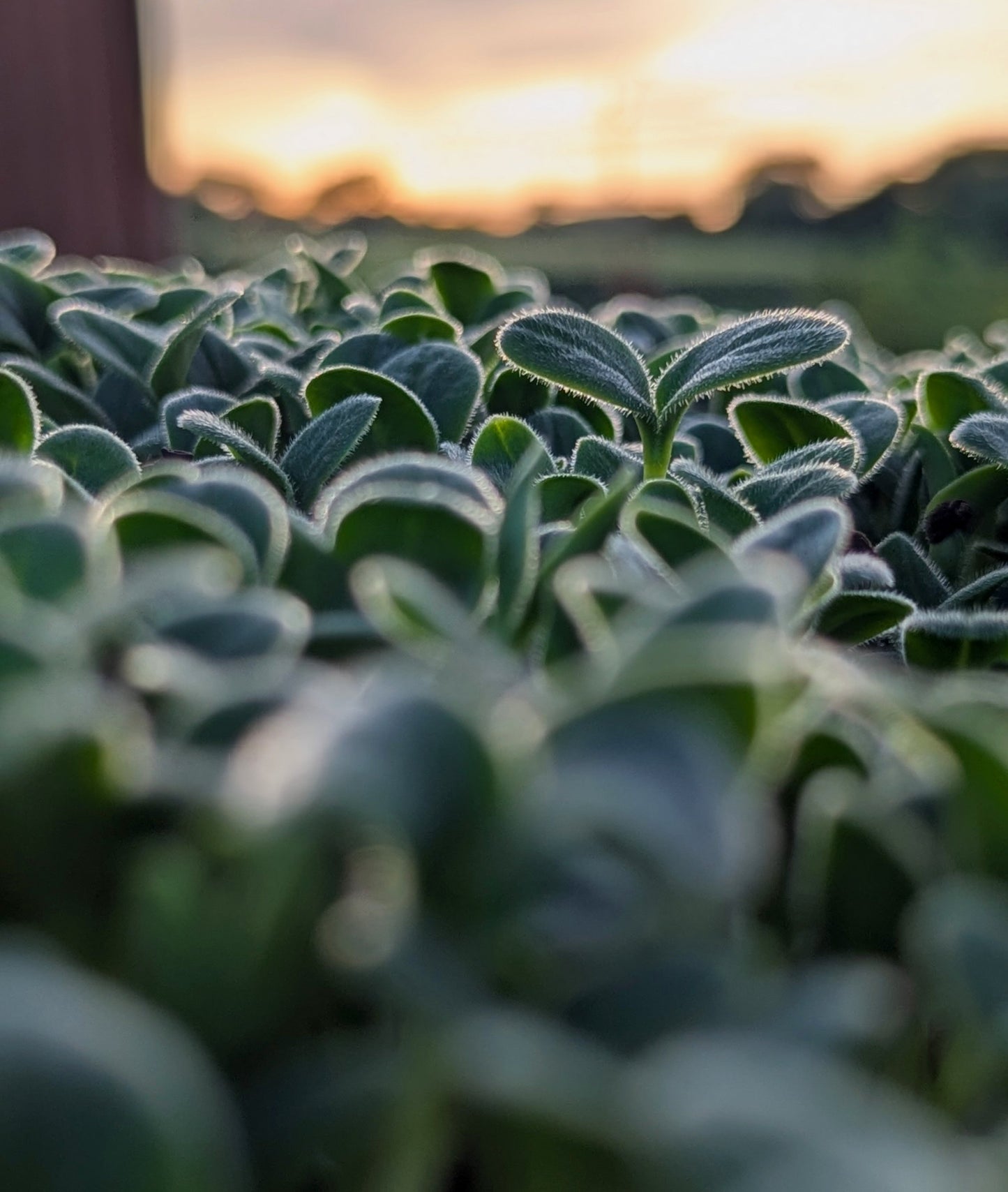 Fresh borage microgreens
