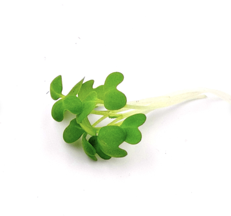 Fresh broccoli microgreens