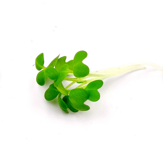 Fresh broccoli microgreens