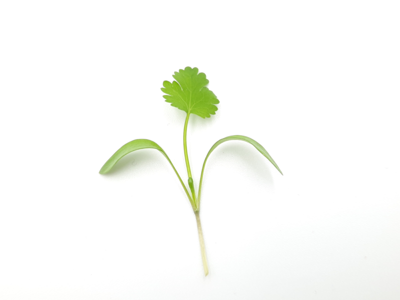 Fresh coriander microgreens