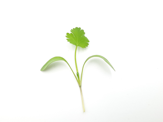 Fresh coriander microgreens