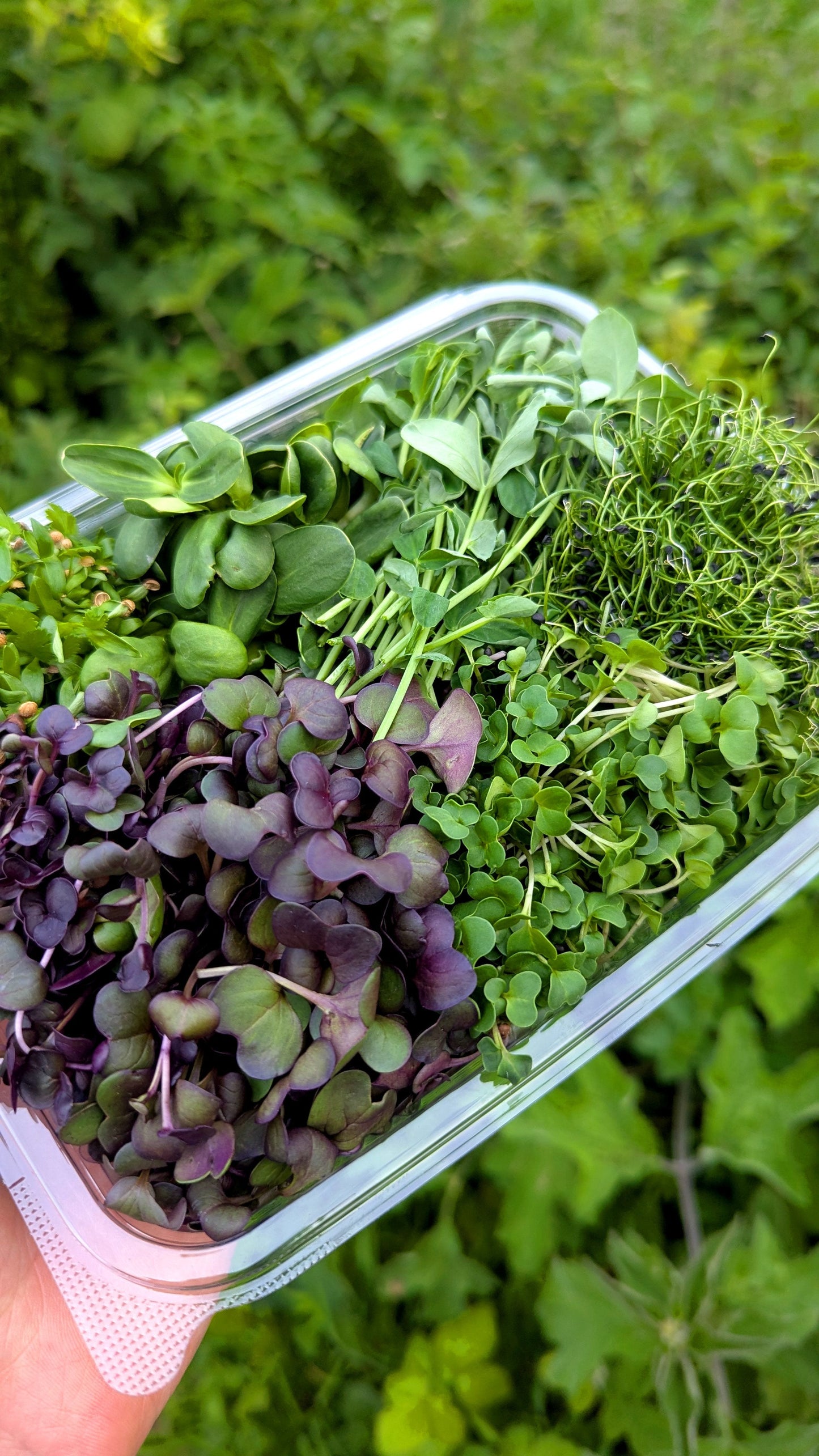Open large punnet of Curriott Hill fresh mixed microgreens