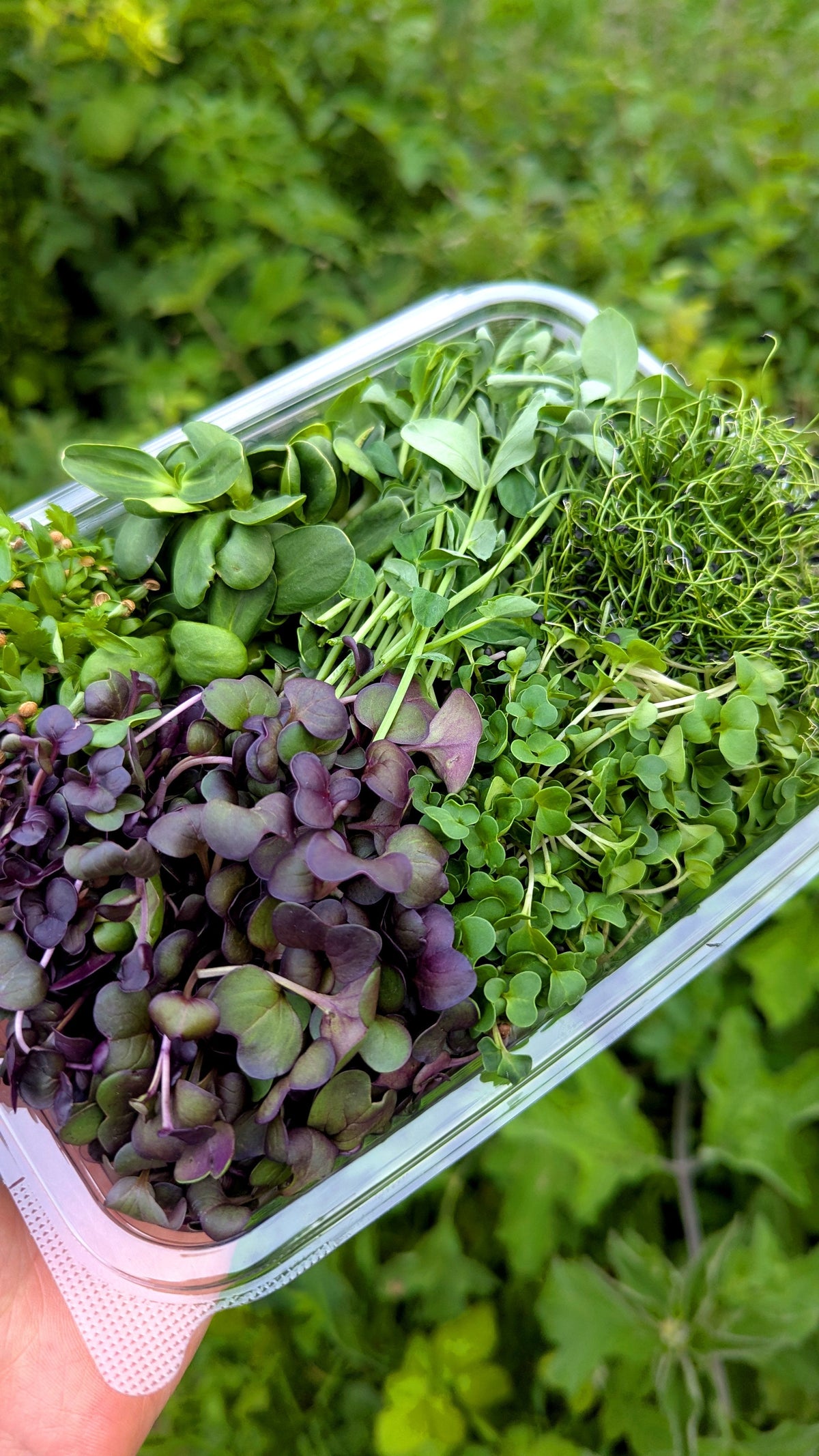 Open large punnet of Curriott Hill fresh mixed microgreens