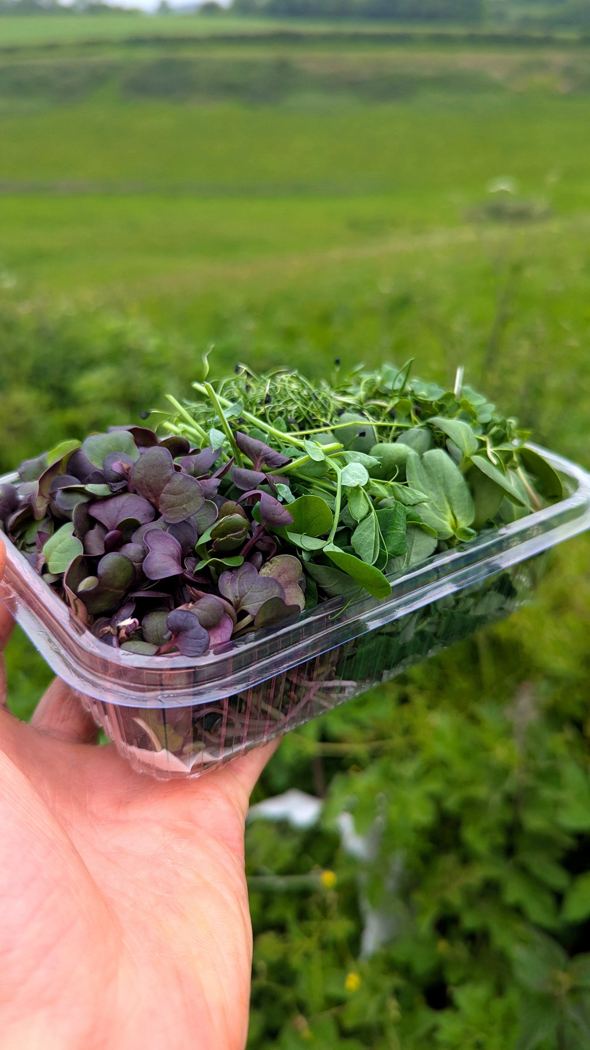 Open punnet of fresh mixed microgreens grown at Curriott Hill Farm
