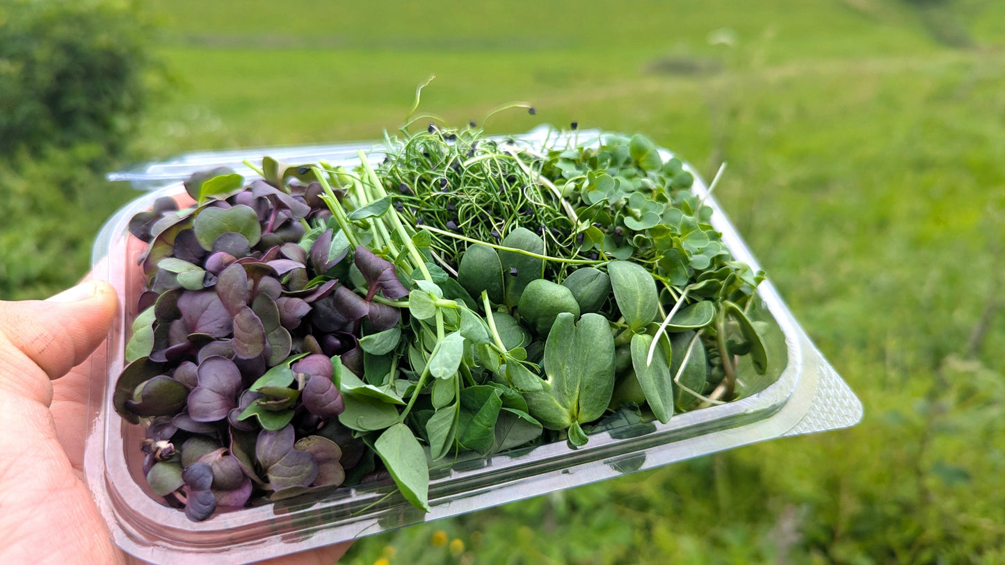Open medium punnet of Curriott Hill fresh mixed microgreens