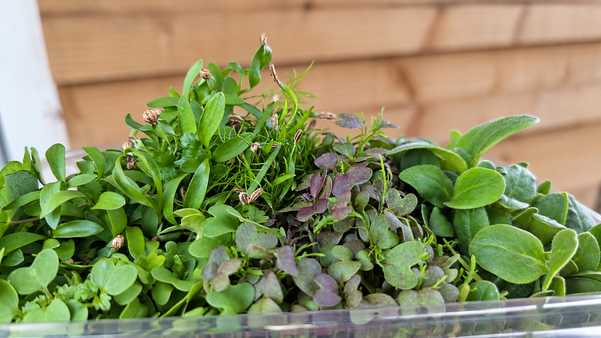 Close-up of fresh herb microgreens grown at Curriott Hill Farm