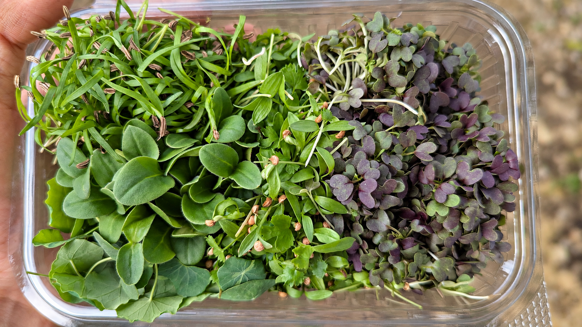 Fresh herb microgreen mix with pea, radish, onion, mustard, borage, fennel, nasturtium and coriander