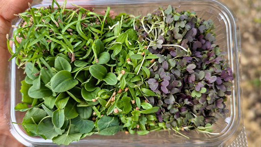 Fresh herb microgreen mix with pea, radish, onion, mustard, borage, fennel, nasturtium and coriander