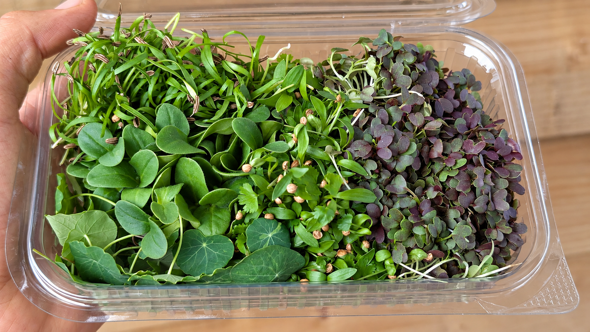 Hand-held punnet of Curriott Hill herb microgreen mix