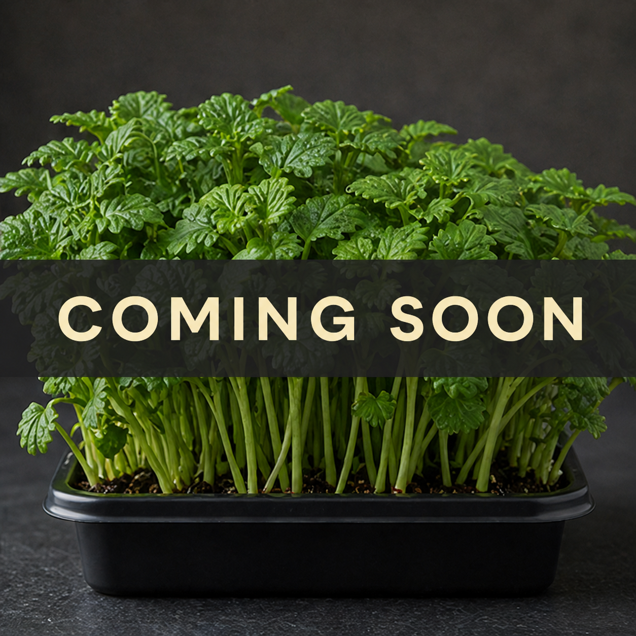 Fresh lemon balm microgreens — coming soon