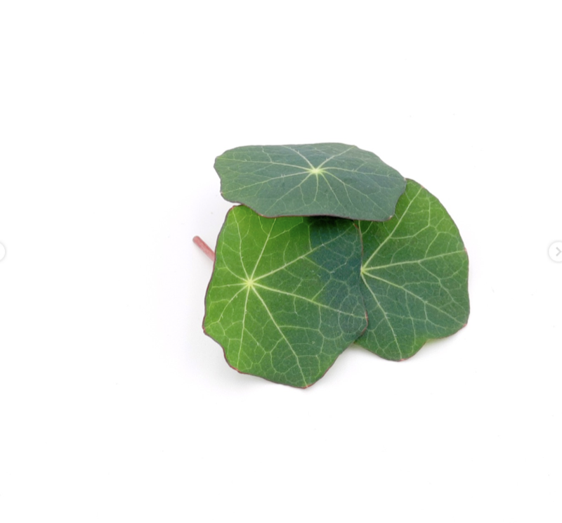 Fresh nasturtium microgreens