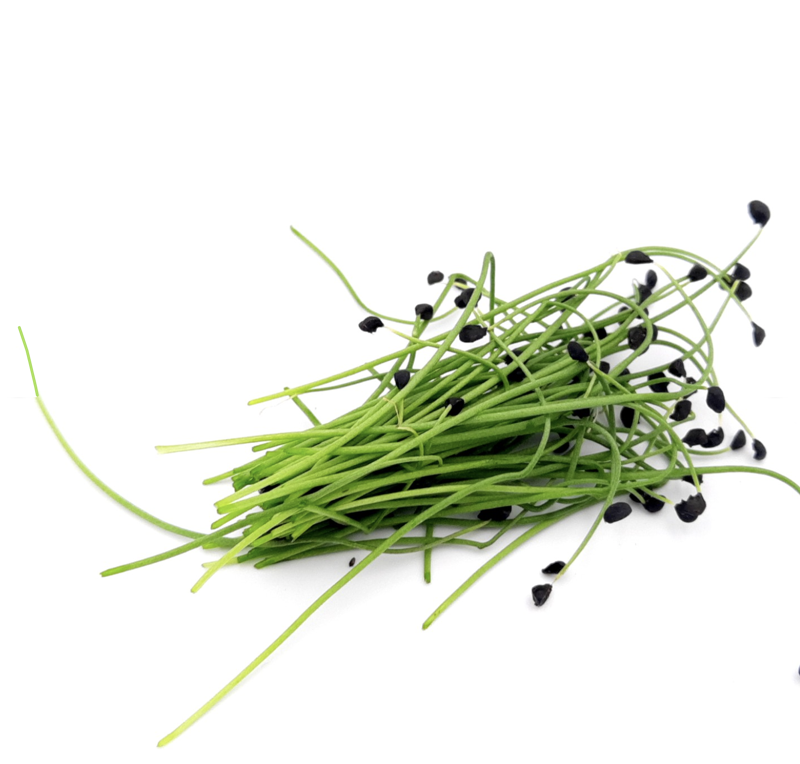 Fresh onion shoot microgreens