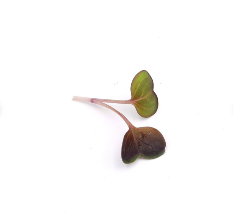 Fresh radish microgreens