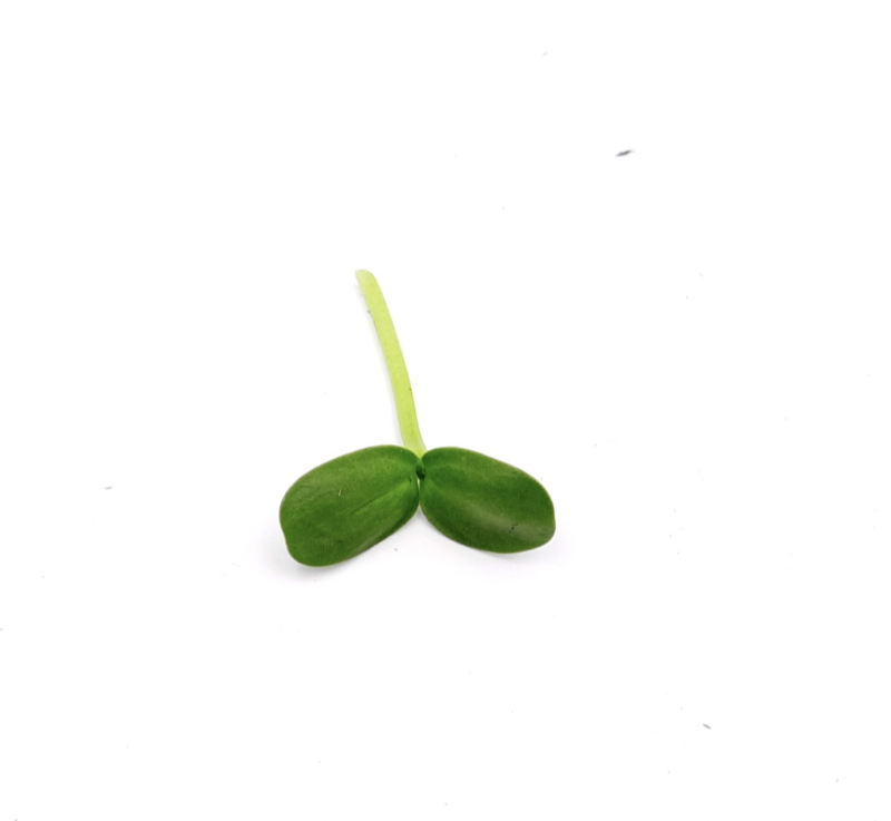 Fresh sunflower shoot microgreens