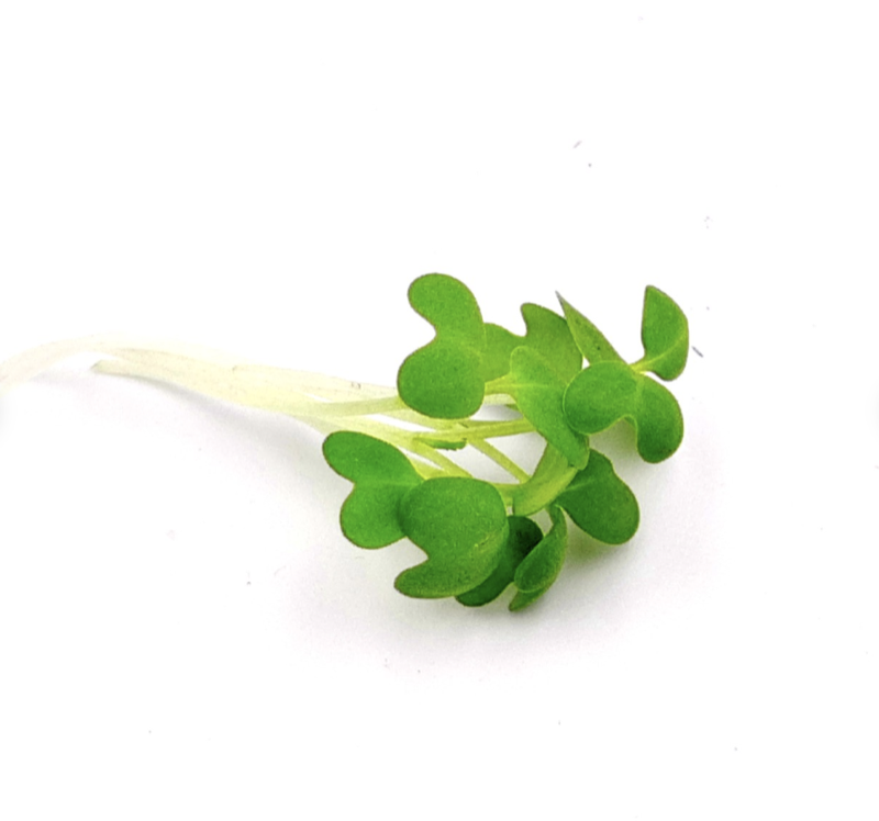 Fresh wasabi microgreens