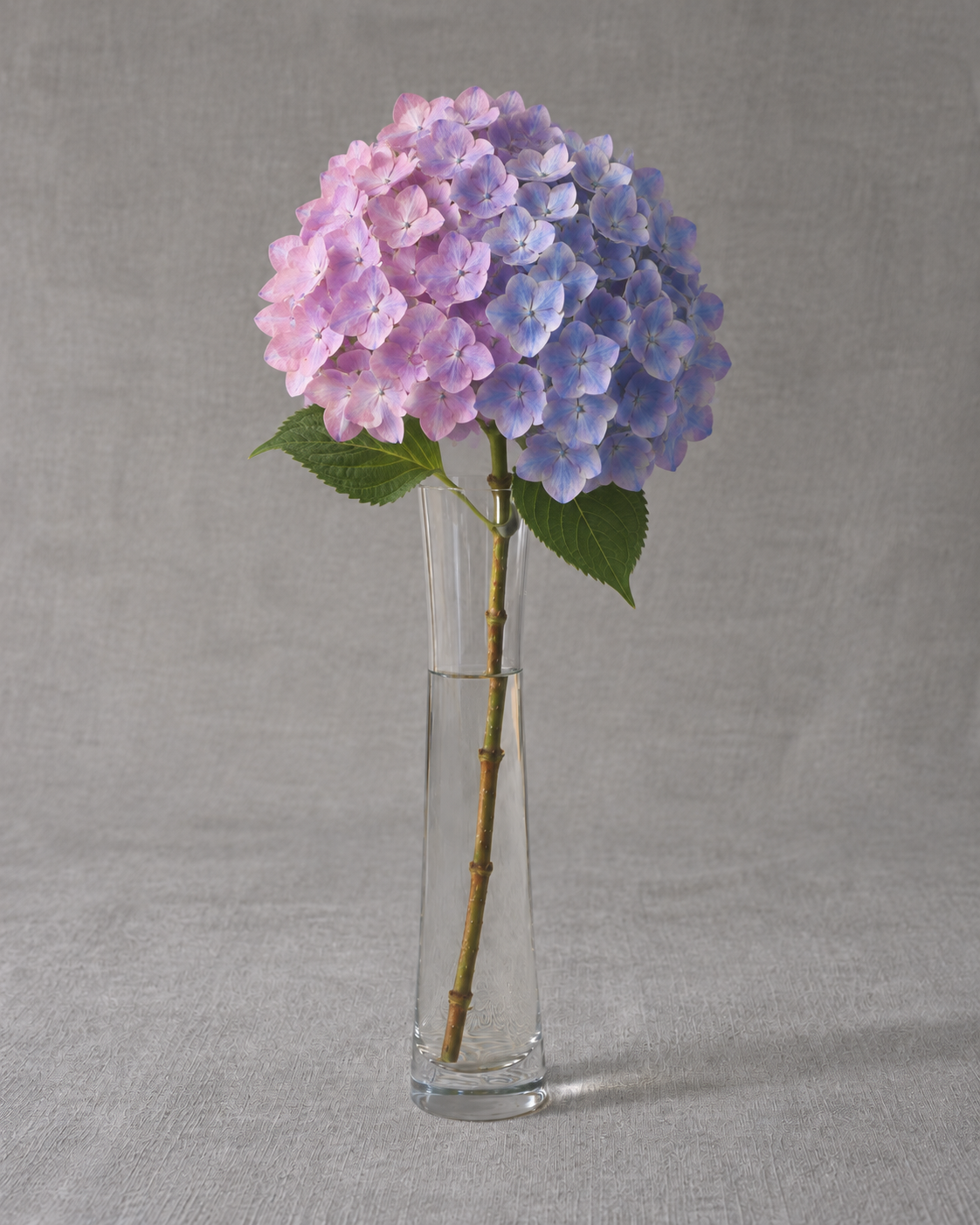 Endless Summer Hydrangea — fresh-cut stem in vase