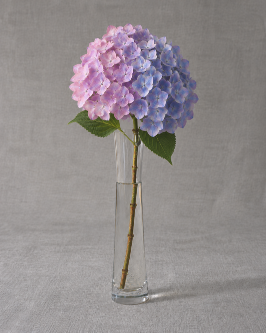Endless Summer Hydrangea — fresh-cut stem in vase