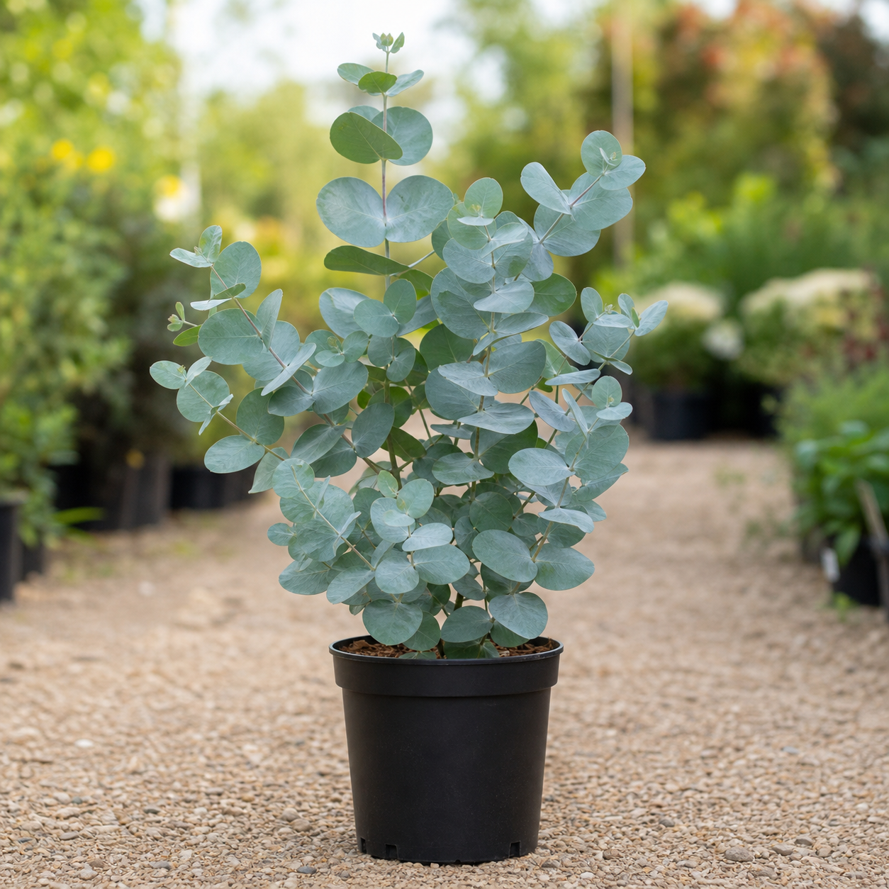 Silver-blue rounded foliage of Eucalyptus Baby Blue at Curriott Hill Nursery