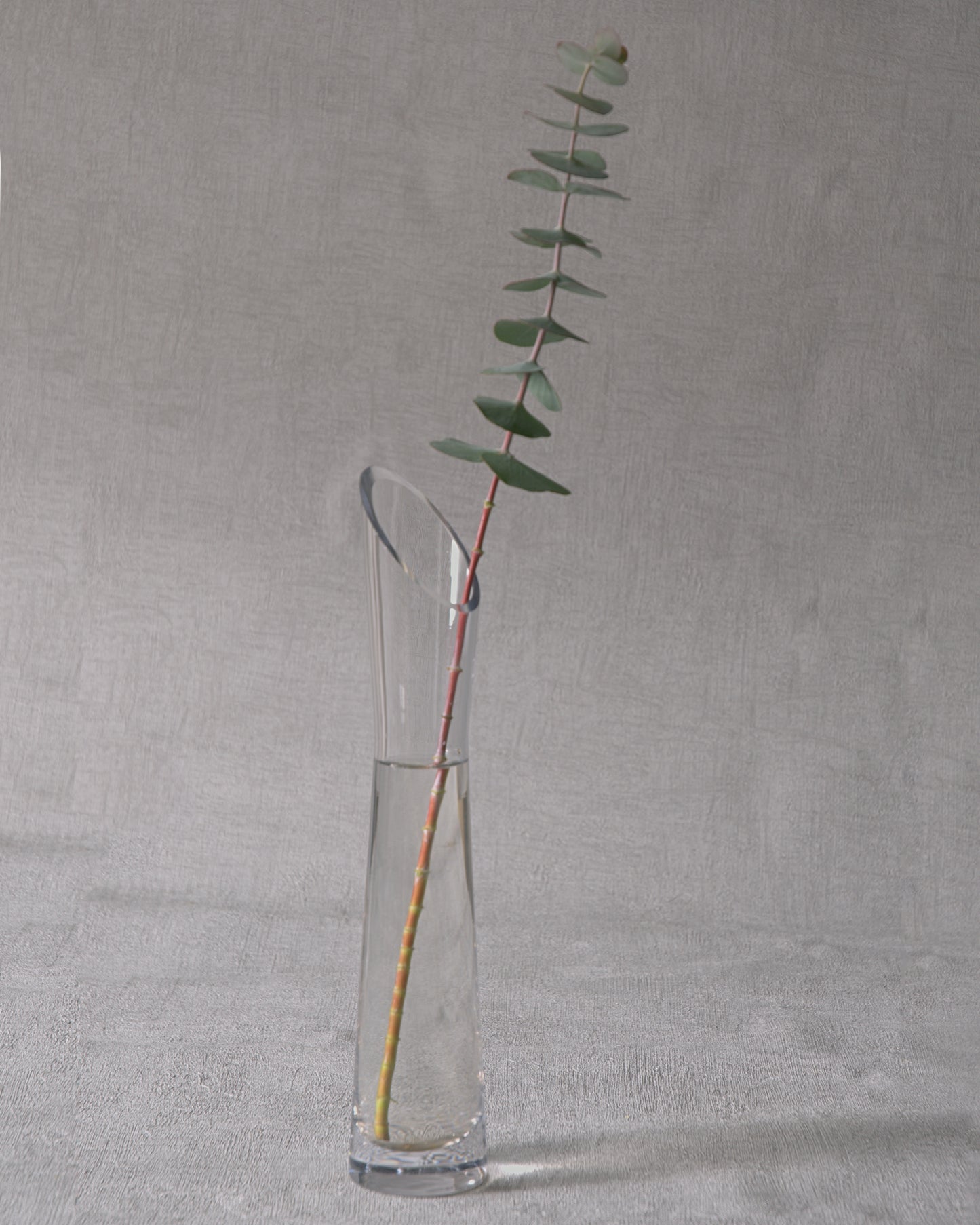 Eucalyptus pulverulenta 'Baby Blue' - Florist Eucalyptus