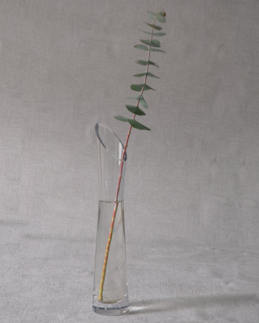 Eucalyptus pulverulenta 'Baby Blue' - Florist Eucalyptus