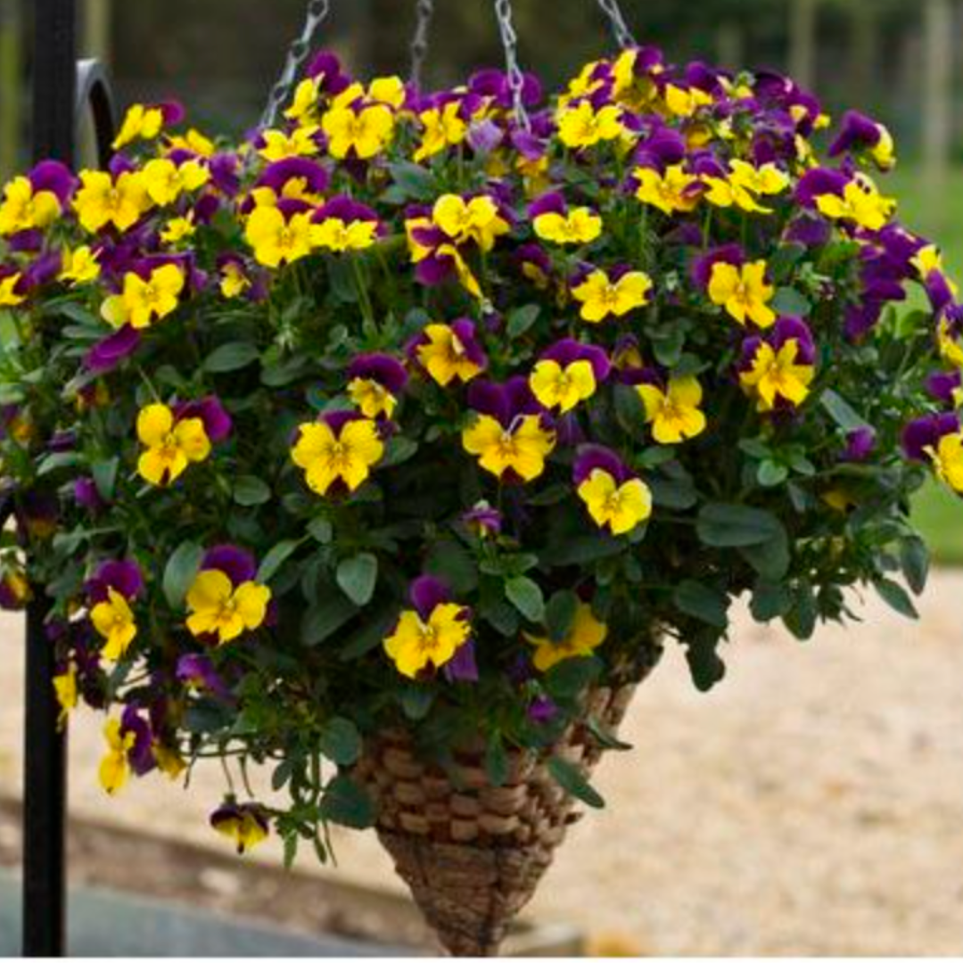 "Trailing Pansy Freefall Purple Wing F1 in full bloom – hardy viola for garden beds, containers, and hanging baskets"